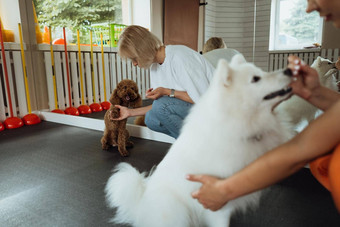 棕色（的）贵宾犬白雪公主日本斯帕斯培训宠物房子狗教练