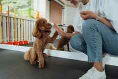 棕色（的）贵宾犬培训宠物房子狗教练