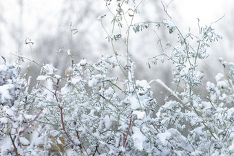 绿色草灌木雪雪景观自然白色灰色的单色背景冬天发病概念