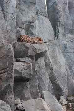 白色捷豹休息前岩石动物园