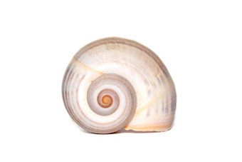 图像大空海洋蜗牛壳牌白色背景<strong>海底动物</strong>海贝壳