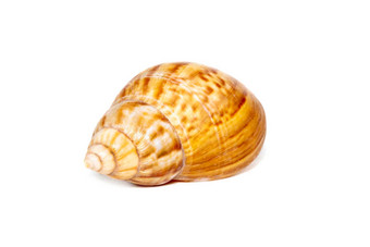 图像棕色（的）模式海螺<strong>壳牌</strong>白色背景海底动物海贝壳