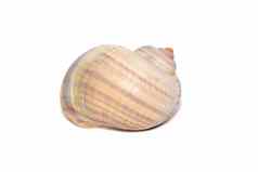 图像大空海洋蜗牛壳牌白色背景海底动物海贝壳