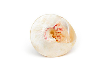 图像珍珠圆锥形螺壳贝壳白色背景<strong>海底动物</strong>海贝壳