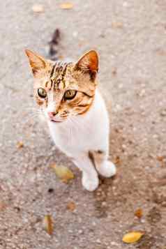 流浪猫街动物保护白色红色的小猫玩阳光明媚的一天夏天美丽的无家可归的人猫坐着街