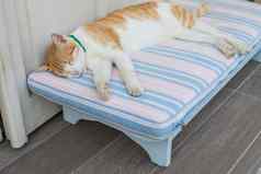 放松红色的猫有趣的睡觉猫红色的虎斑猫睡觉木板凳上肖像睡觉白色红色的猫撅起爪子街红色的猫睡觉太阳