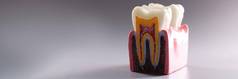 模拟牙部分教育模型牙解剖学人类口服牙