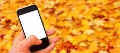 空白移动模型智能手机空白屏幕手电话自然秋天横幅下降叶子秋天移动电话模型手持有智能手机自然秋天背景叶子下降屏幕移动手