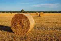堆栈成熟的小麦场金颜色好阳光明媚的天气夏天农田