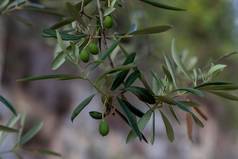 橄榄树分支橄榄水果特写镜头