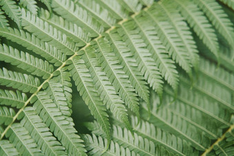 <strong>蕨类植物</strong>叶子关闭自然花<strong>蕨类植物</strong>背景