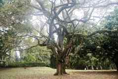 大树扭分支机构皇家植物花园斯里兰卡斯里兰卡