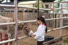 快乐女孩喂养驴动物园