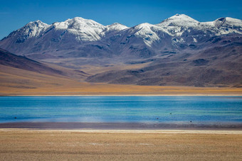 拉古纳杂项盐湖阿塔卡马沙漠火山景观智利