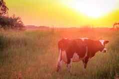 孤独的牛日落阳光里约大苏尔南美大草原景观南部巴西