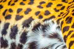 捷豹豹属onca特写镜头猫皮肤模式潘塔纳尔巴西