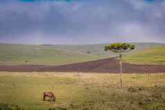 孤独的马日落里约大苏尔南美大草原景观南部巴西