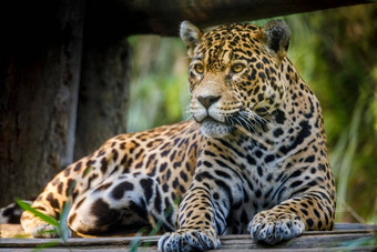 捷豹豹属onca雄伟的猫相机潘塔纳尔巴西