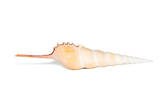 图像胫骨fusus海贝壳主轴胫骨胫骨胫骨腹足类动物白色背景海贝壳海底动物