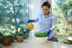 女人管家戴着手套手浇水水域罗勒植物培养能夏天房子阳台