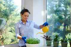 可爱的家庭主妇浇水水域室内室内植物采取护理国内花培养罗勒植物