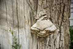 真菌寄生虫日益增长的树树树干覆盖易燃物蘑菇