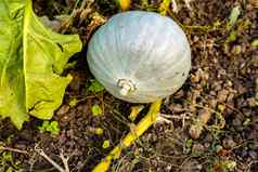 匈牙利蓝色的南瓜蓝色的南瓜有机蔬菜花园秋天