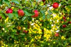 美丽的成熟的红色的苹果秋天苹果树