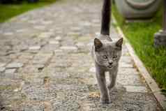 感兴趣灰色的猫街使鹅卵石小猫尾巴运行