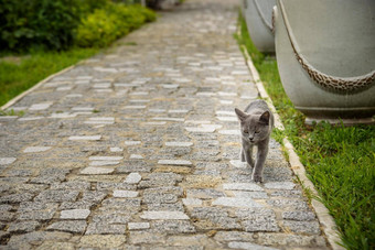 感兴趣灰色的猫街使鹅卵石小猫尾巴运行