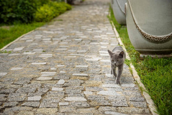 感兴趣灰色的<strong>猫</strong>街使鹅卵石小<strong>猫尾巴</strong>运行