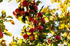 美丽的成熟的红色的苹果秋天苹果树
