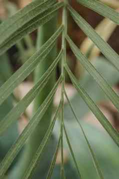 棕榈叶特写镜头温室大各种绿色植物概念种植作物春天