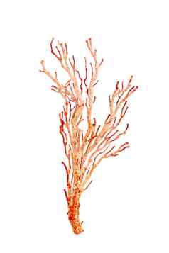 图像干自然珊瑚珊瑚孤立的白色背景