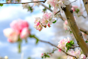 樱桃树粉红色的花朵关闭盛开的樱花树<strong>春</strong>天花背景复制空间全<strong>景图</strong>像