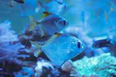 异国情调的热带鱼特写镜头珊瑚礁鱼蓝色的水