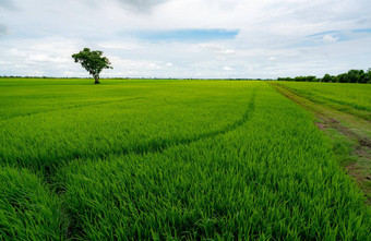 景观绿色大米场孤独的树蓝色的天空大米种植园绿色大米帕迪场农业场农场土地泰国土地情节美自然绿色季节