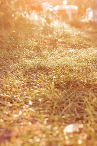 秋天草院子里阳光日落发光的草坪上淹没了阳光阳光明媚的大气背景