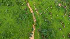 空中视图集团牛农村草地明亮的早....美丽的绿色区域农业土地牧场多雨的季节北部泰国