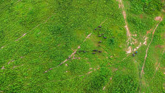 空中视图集团牛农村草地明亮的早....美丽的绿色区域农业土地牧场多雨的季节北部泰国