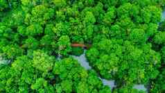 空中的观点红树林森林丰富的南部泰国塔砰的一声Khlong首歌南甲米泰国美丽的自然景观背景