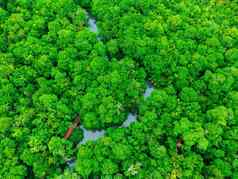 空中的观点红树林森林丰富的南部泰国塔砰的一声Khlong首歌南甲米泰国美丽的自然景观背景