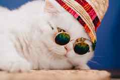高地直毛茸茸的猫长头发轮眼镜彩虹稻草他时尚风格很酷的动物概念工作室肖像白色猫咪特写镜头蓝色的