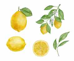 柠檬水果叶子花水彩集手画插图孤立的白色片柠檬