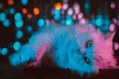肖像白色毛茸茸的猫工作室霓虹灯色彩斑斓的光受过严格训练的国内基蒂提出了蓝色的粉红色的梯度背景整洁宠物很酷的动物模因概念