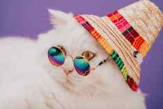 高地直毛茸茸的猫长头发轮眼镜彩虹稻草他时尚风格很酷的动物概念工作室肖像白色猫咪接近紫罗兰色的紫色的