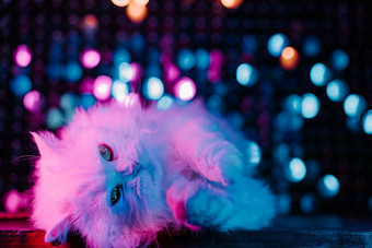 肖像白色毛茸茸的猫<strong>工作室</strong>霓虹灯色彩斑斓的光受过严格训练的国内基蒂提出了蓝色的粉红色的梯度背景<strong>整洁</strong>宠物很酷的动物模因概念