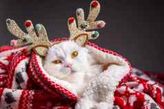 肖像毛茸茸的白色猫圣诞节装饰鹿角红色的点缀格子一年宠物动物模因概念