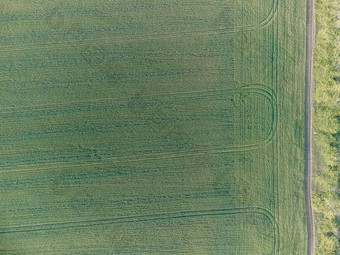 空中视图绿色小麦场农村场小麦吹风日落年轻的绿色小穗耳朵大麦作物自然农<strong>学行</strong>业食物生产