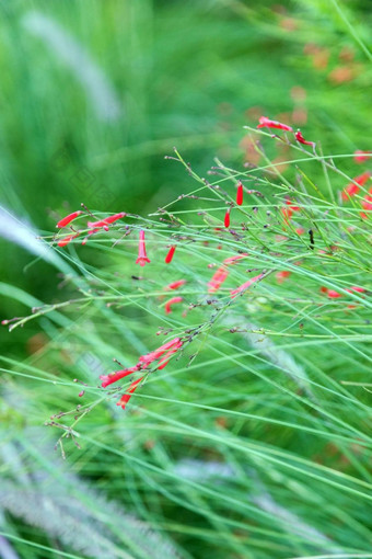 鲁塞利亚马蹄莲喷泉灌木爆竹<strong>植物</strong>珊瑚<strong>植物</strong>珊瑚喷泉珊瑚吹喷泉<strong>植物</strong>物种开花<strong>植物</strong>家庭车前草科